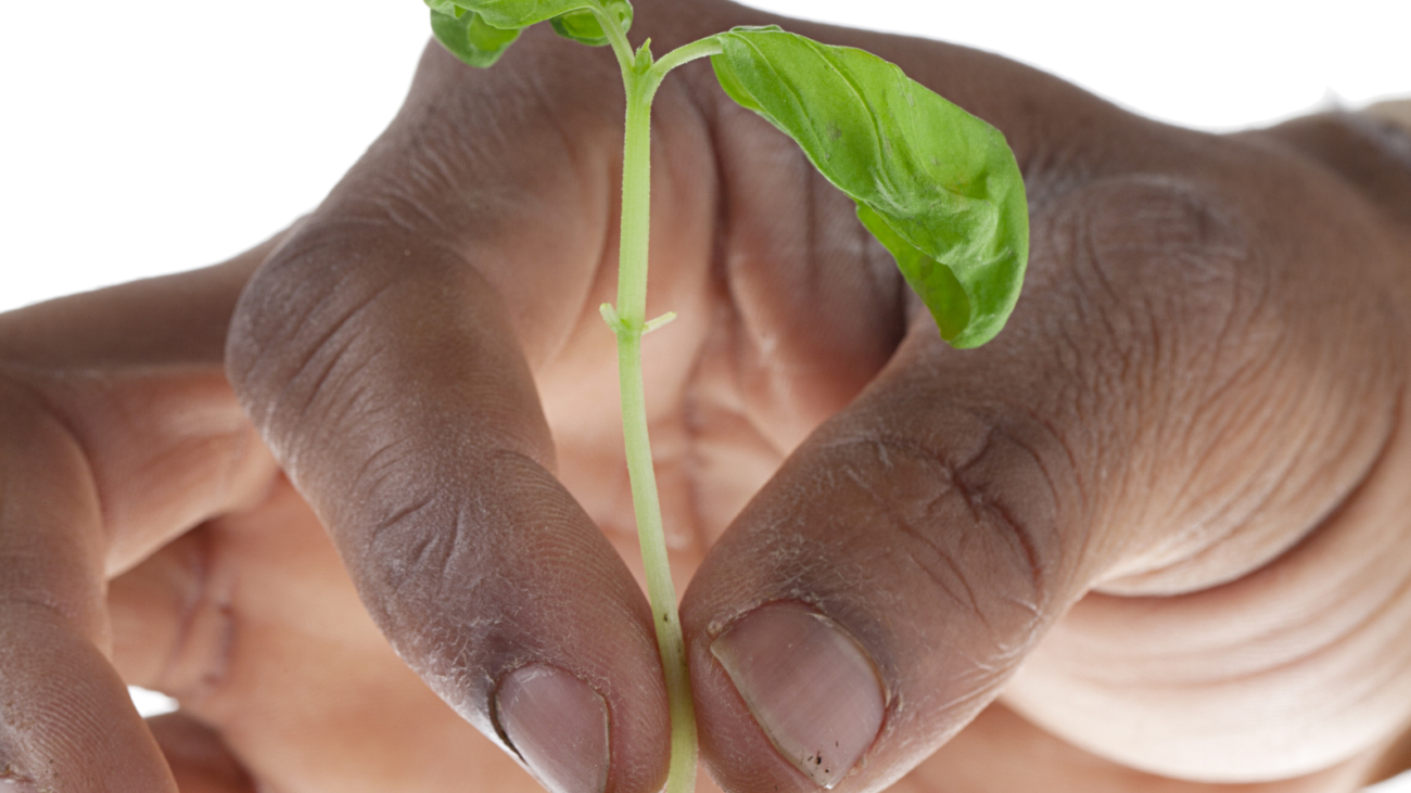 Close-up shot of a human hand planting a plant in soil.